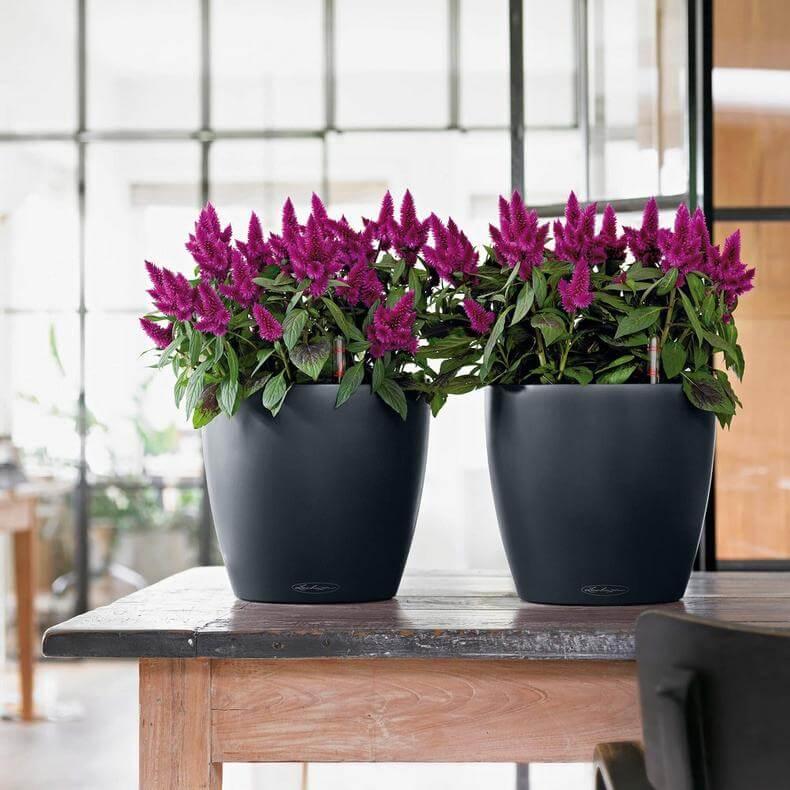 Lechuza Classico Color Udendørs Blomsterkrukke med Vandingssystem