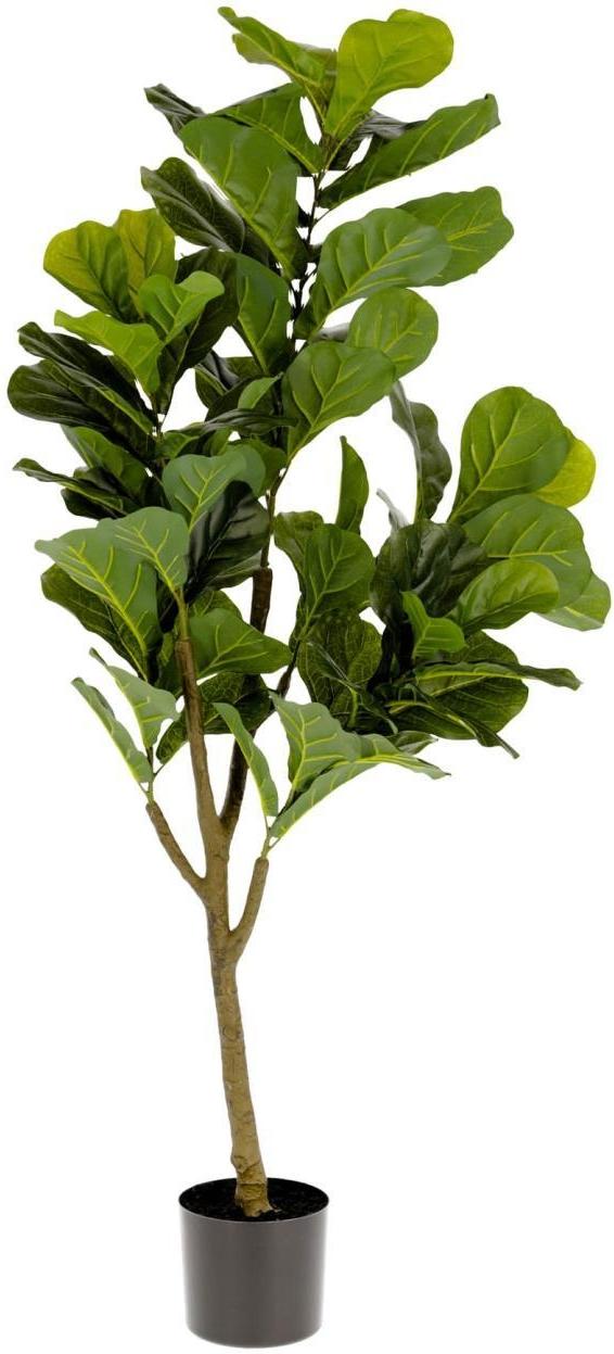 Kunstig Ficus Plante i Grøn og Sort - Perfekt Dekoration