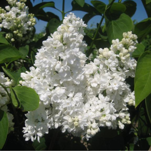 Almindelig Hvid Syren Syringa Vulgaris  Alba  80-100