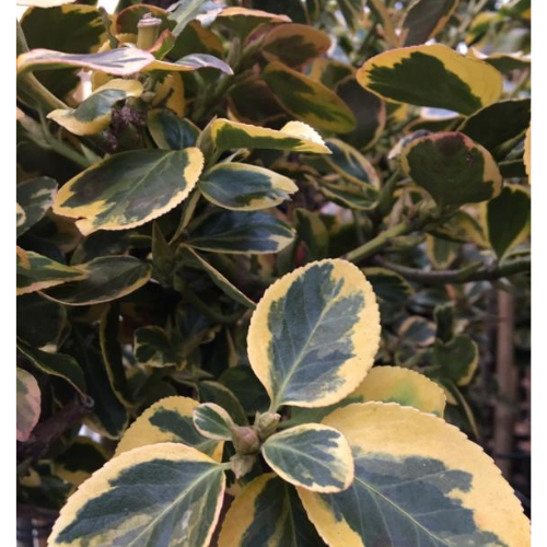 Benved - Euonymus Fortunei Canadale Gold Opstammet 120 cm