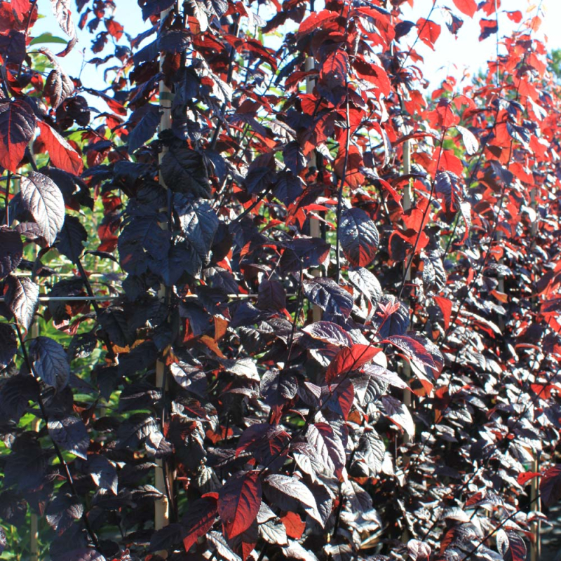 Blodblomme Prunus Cerasifera Nigra - Prydtræ til Haven
