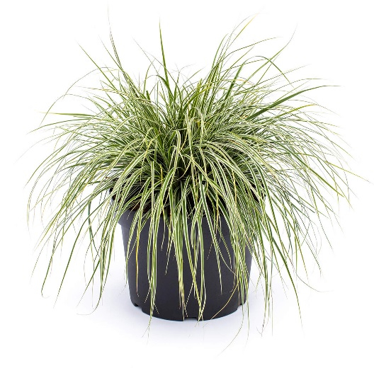 Carex Morrowii  Variegata  Japansk Star 3l