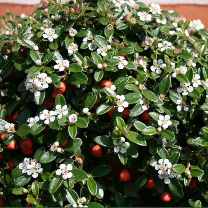 Cotoneaster  Coral Beauty