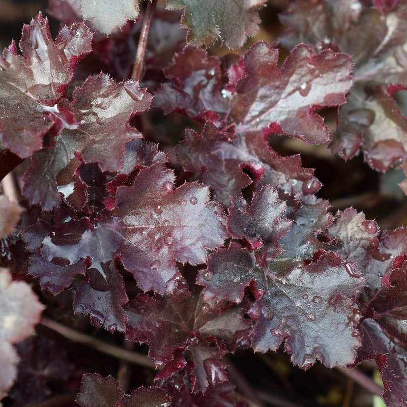 Alunrod Heuchera Americana Palace Purple - Bunddække tilbud!