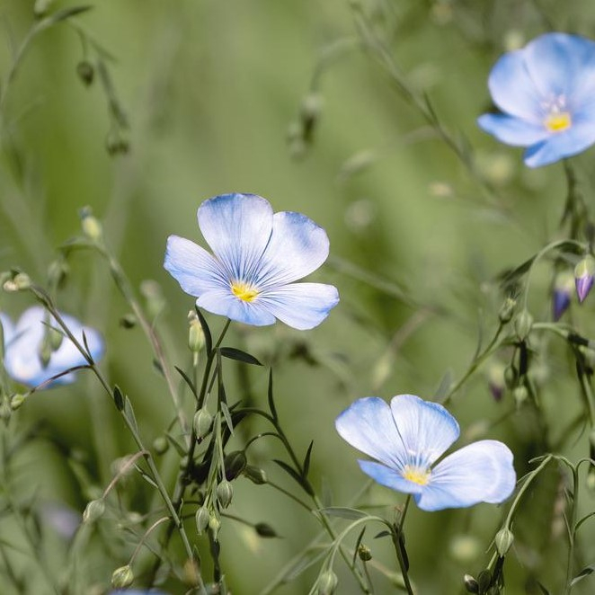 Almindelige Hør Frø - Oplev Naturens Skønhed!
