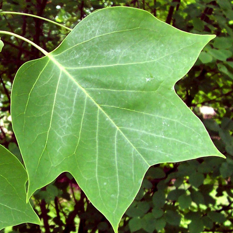 Ægte Tulipantræ Liriodendron Tulipifera - 175-200 cm