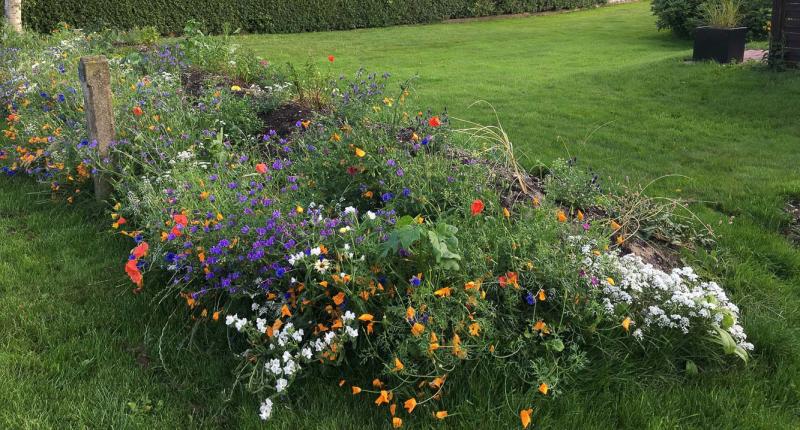 Blomstereng Frøblanding til Haven - 25 m² tilbud