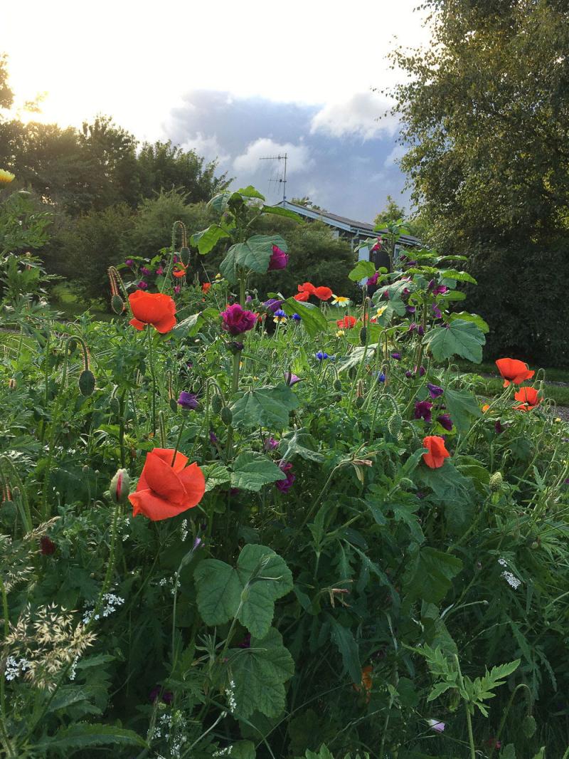 Insektvenlig blomsterblanding - Insektparadis 30 m²