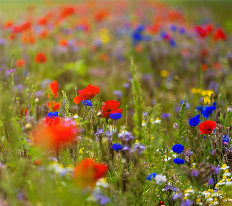 Blomstermarksblanding      Flerårig Til Haven