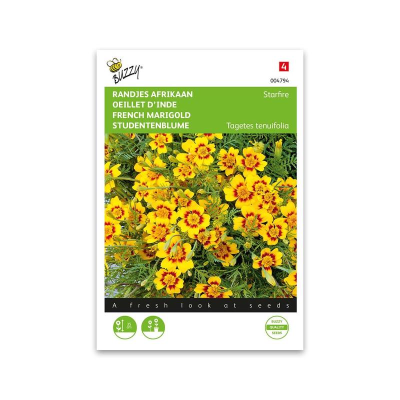 Buzzy Fransk Morgenfrue Starfire - Blomsterfrø til Haven