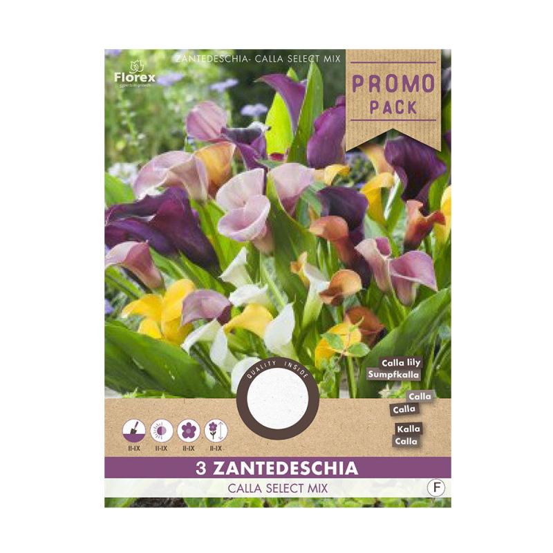 Calla Zantedeschia Blomsterløg   Stk