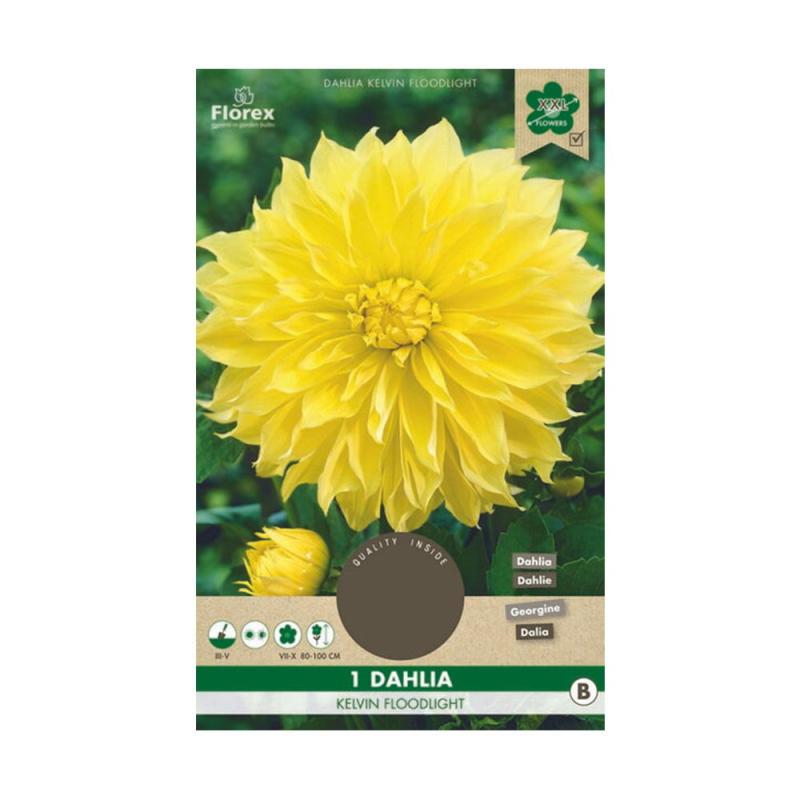 Dahlia Blomsterløg Kelvin Floodlight - Smuk og Lysende