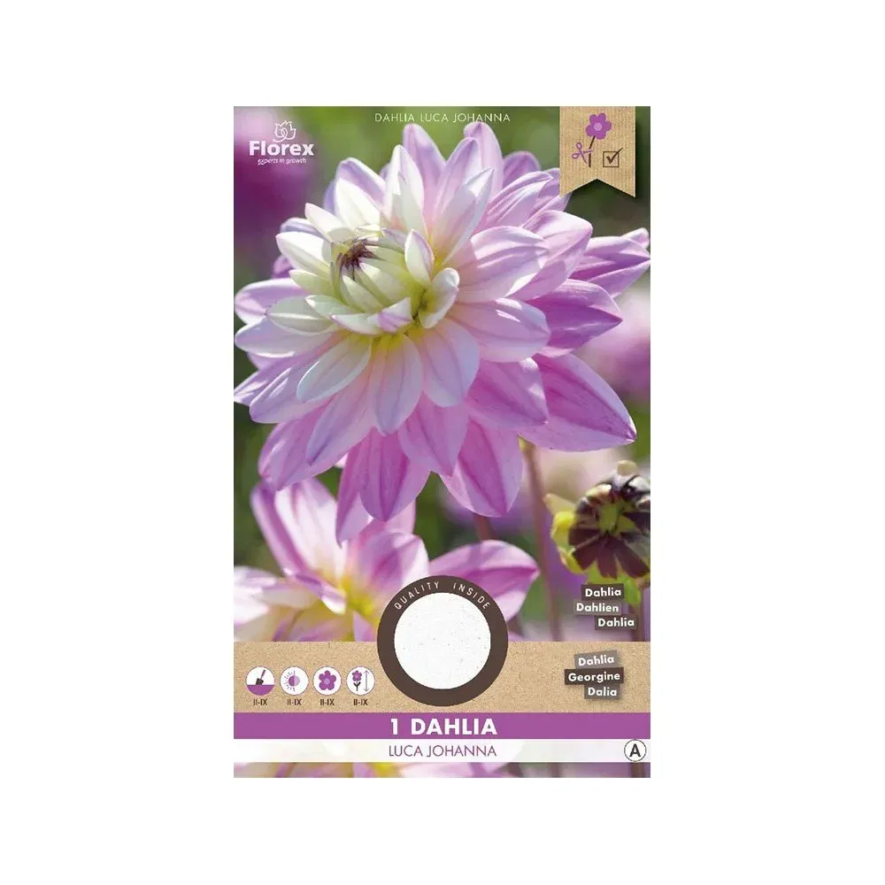 Dahlia  Quot Luca Johanna Quot    Løg