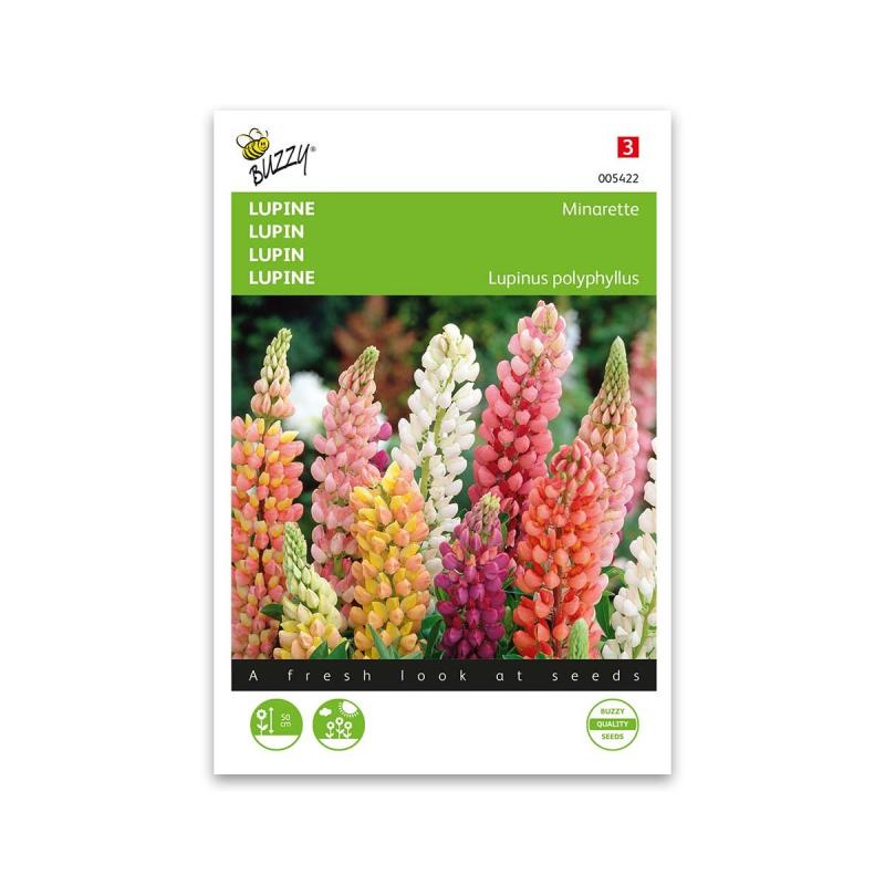 Lupin Dværg Blanding Frø  Quot Minarette Quot  Buzzy
