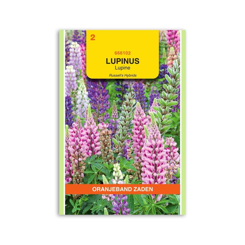 Lupin Frø  Quot  Russell   Hybrids Mix Quot  Oranjeband