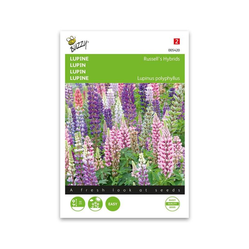 Lupin Frø   Quot Russells Hybrids Mix Quot  Buzzy