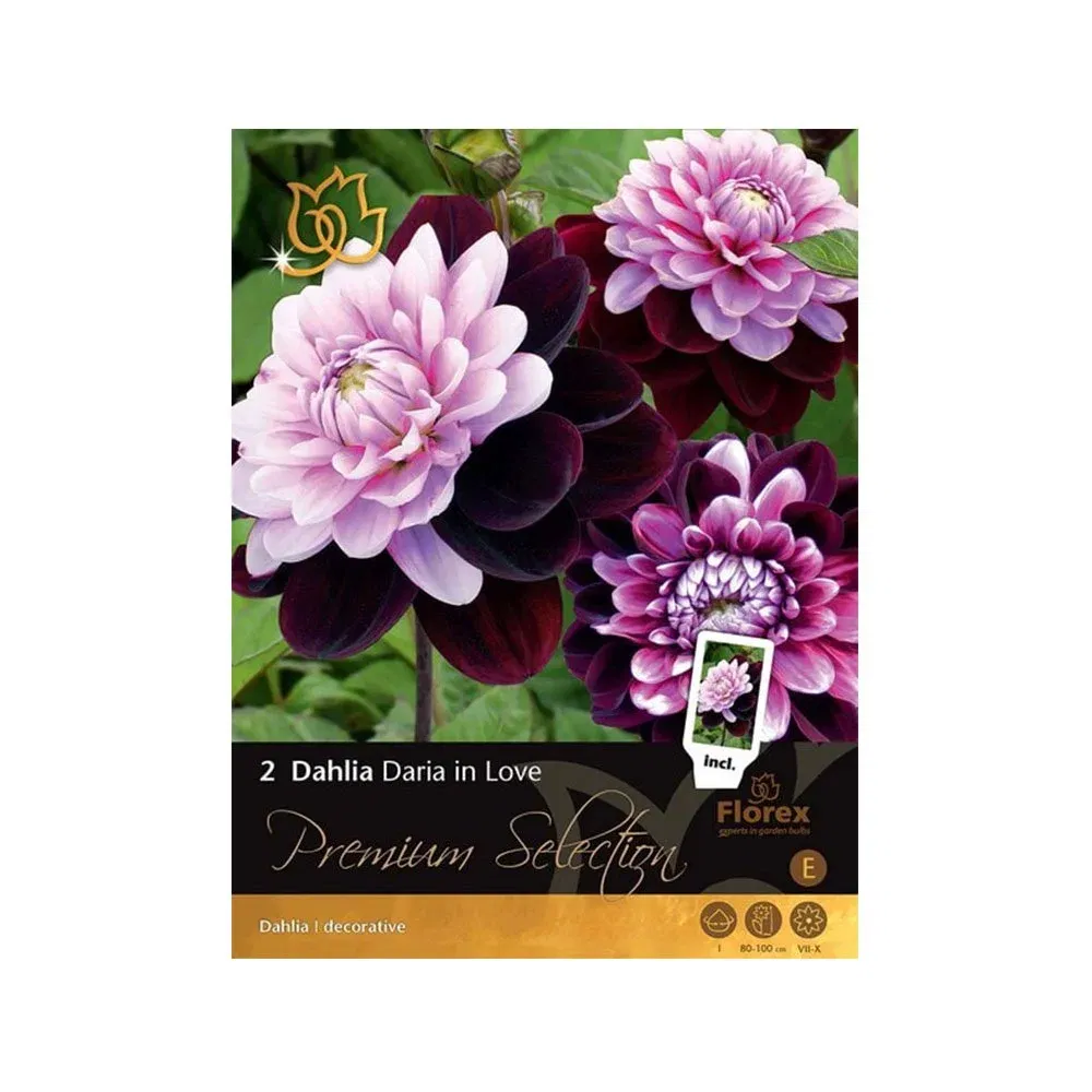 Premium Dahlia  Quot Daria   Love Quot    Løg