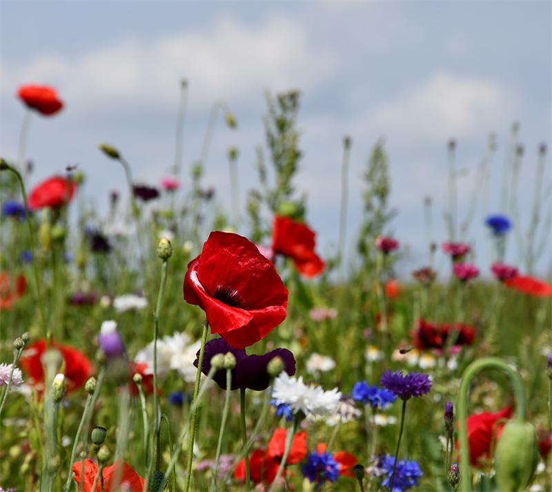 Sommerblomster  Halvhøj Blanding