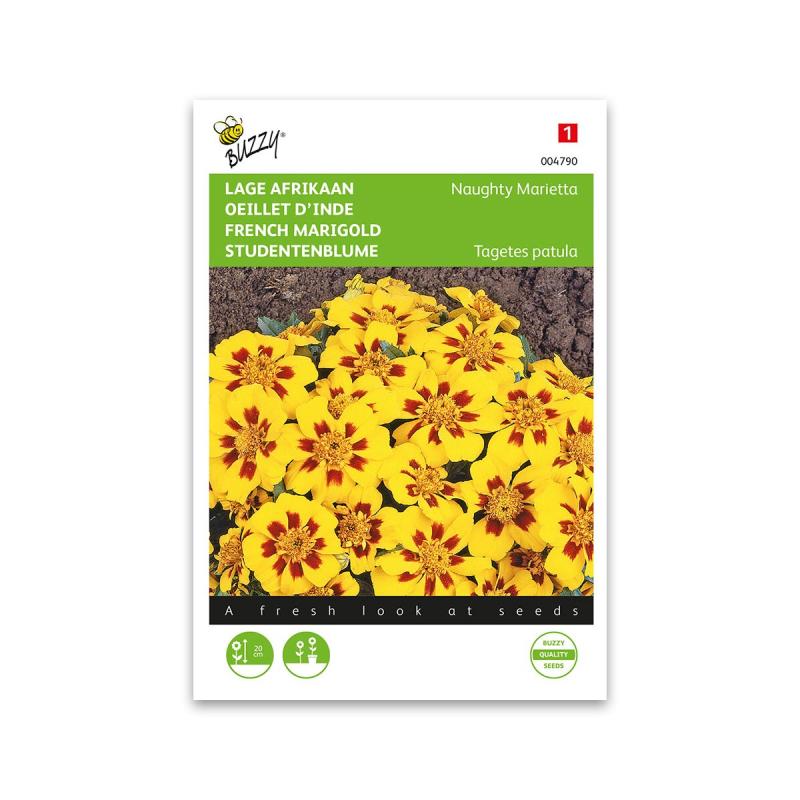 Tagetes Frø  Naughty Marietta