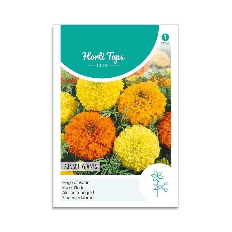 Tagetes Frø  Quot Sunset Giants Quot   Horti Tops