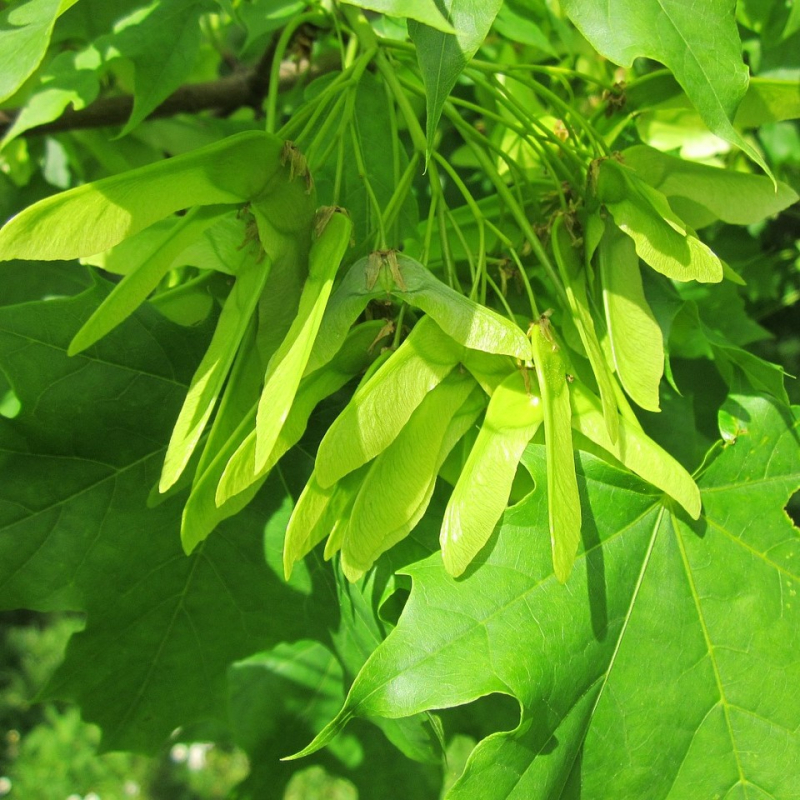 Ahorn Kugleformet Træ - Acer Platanoides Globosum 200 cm