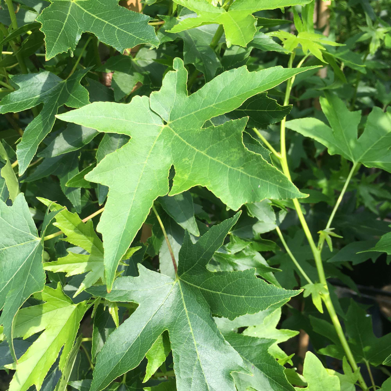 Ambratræ - Liquidambar Styraciflura Worplesdon til haven