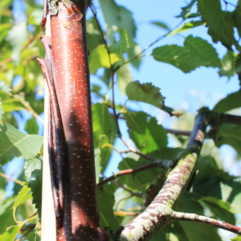 Kobberbirk - Betula Albosinensis Var Septentrionalis 175-200 cm