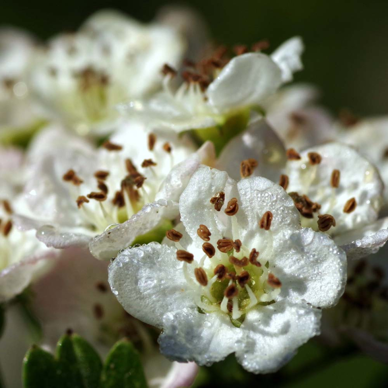 Blommebladet Tjørn Cratagus Prunifolia   Splendens  250-300
