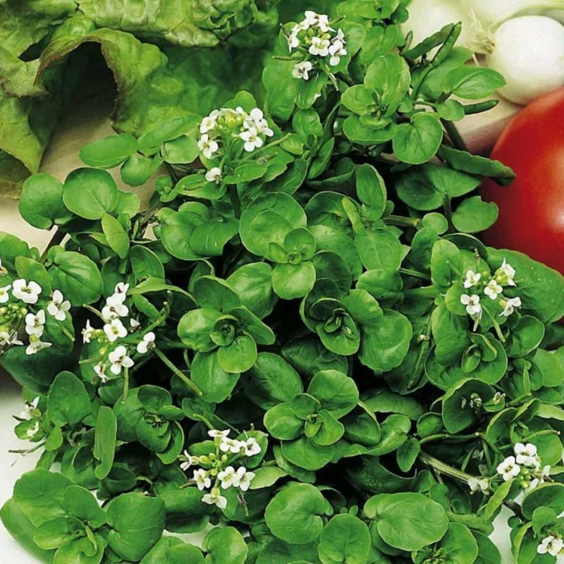 Brøndkarse Frø Nasturtium Officinale