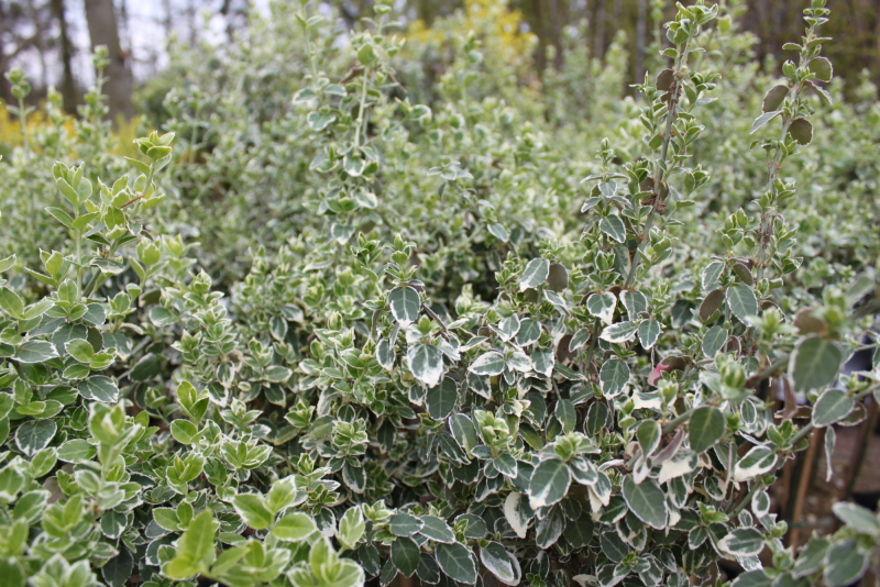 Broget Benved Euonymus Fort   Emerald Gaiety  Opstammet 120