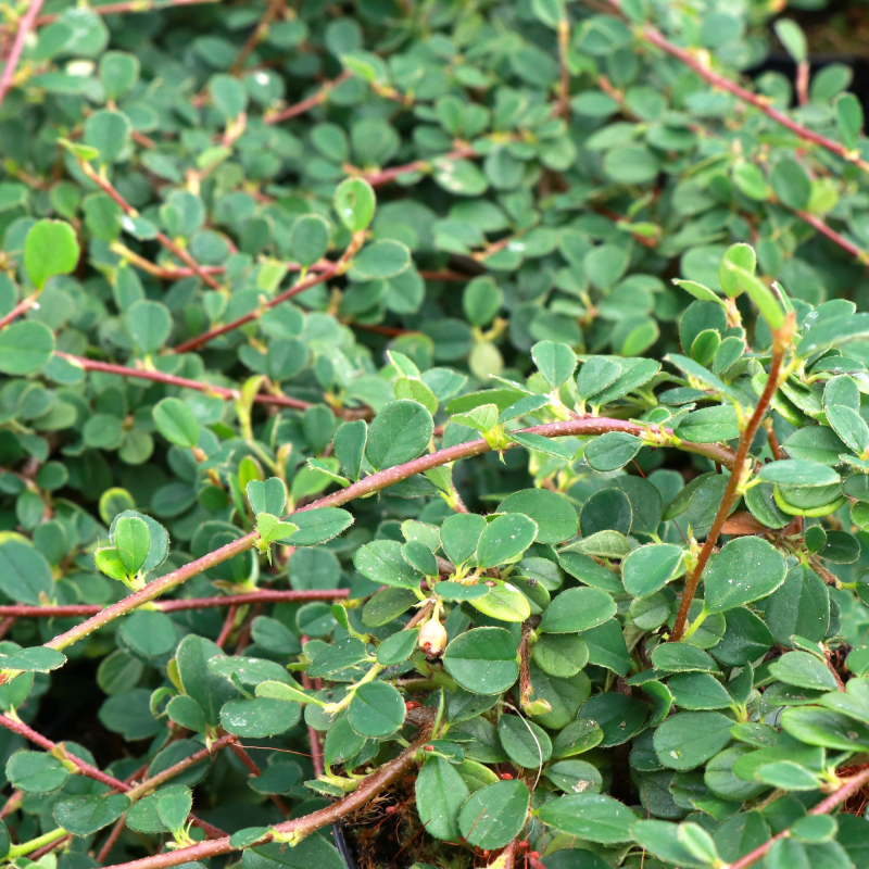 Cotoneaster Dammeri  Queen   Carpet  Dværgmispel