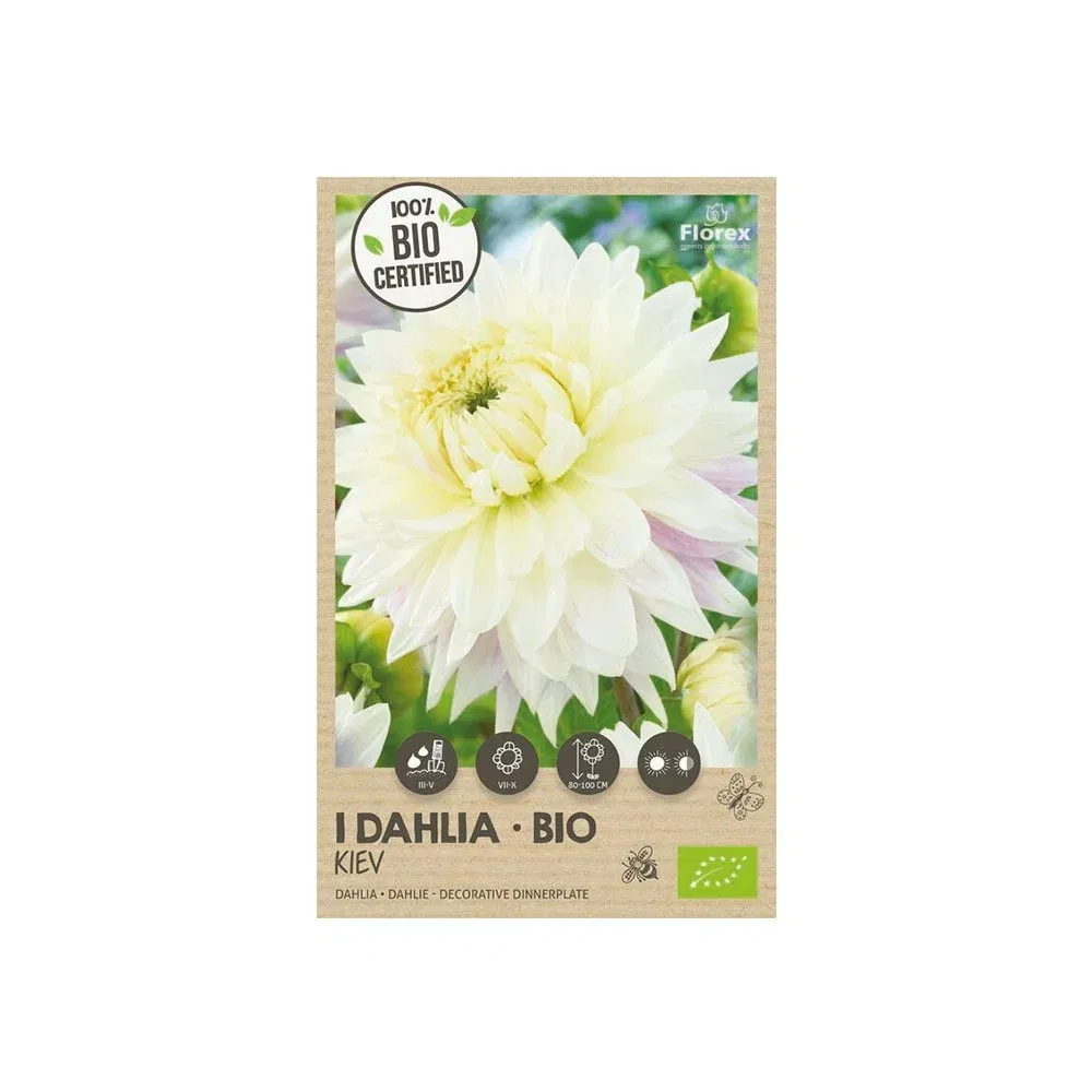 økologisk Dahlia  Quot Kiev    Quot    Løg