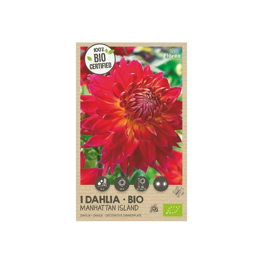 økologisk Dahlia  Quot Manhattan Island    Quot    Løg