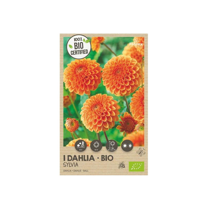 Økologisk Dahlia "Quot Sylvia Quot" - Smukke blomsterløg