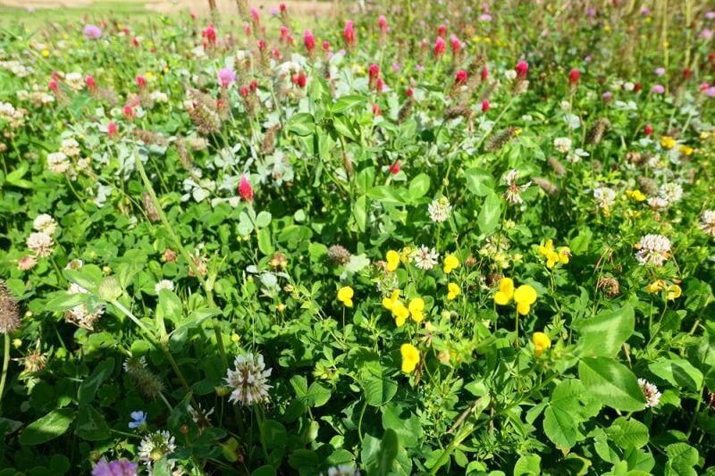 Blomster-   Bestøverbrak Uden Græs 10