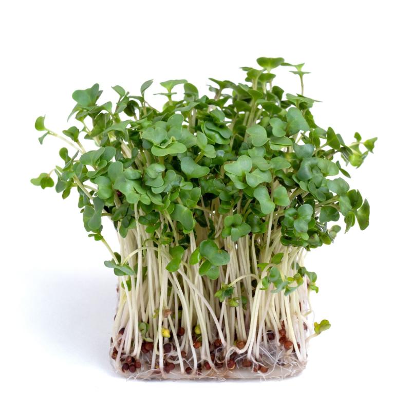 ægte Broccoli Calabrese Frø     100  økologiske