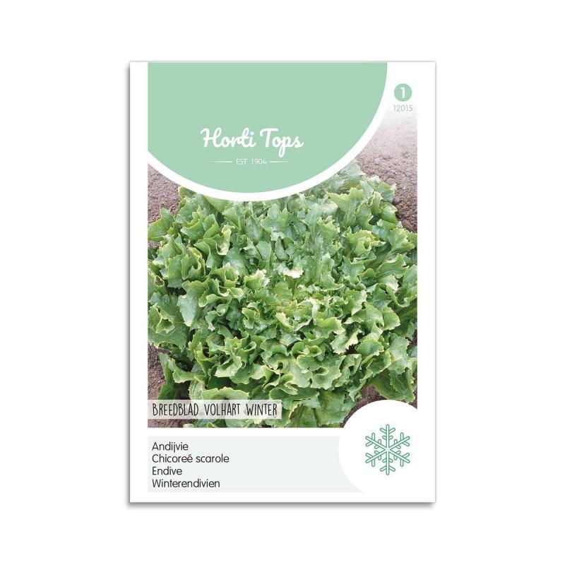 Endiviesalat Frø Quot Avantgarde Quot Horti Tops