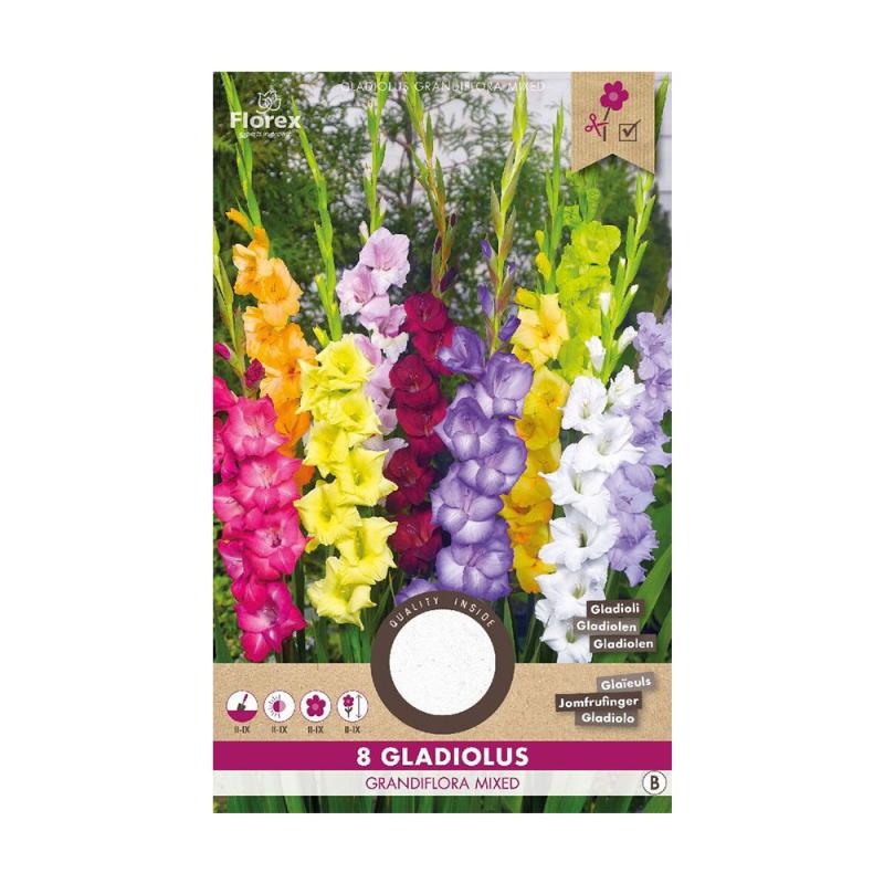 Gladiolus Mix Blomsterløg   Stk