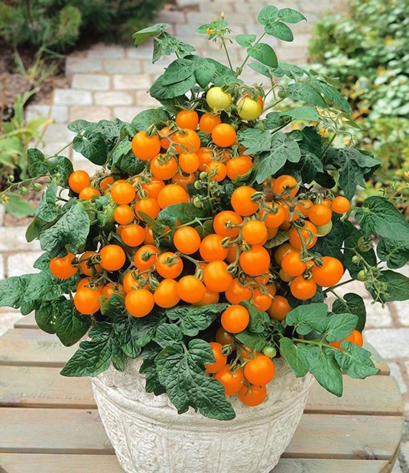 Cherrytomat Frø Orange Venus Kirsebærtomat