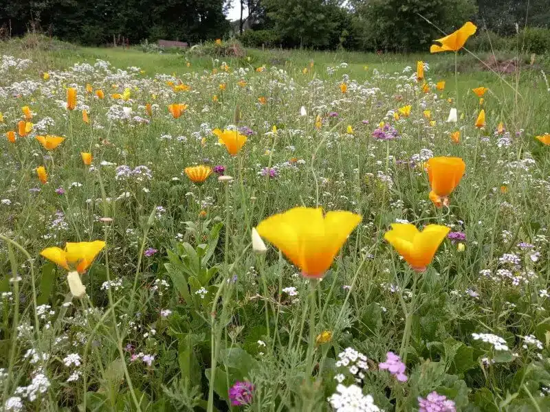 Krukke Plantekasse Blomsterblanding 50 M2