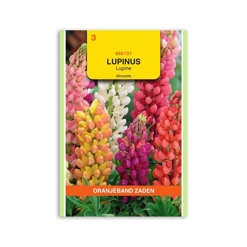 Lupin Frø  Quot Minarette Mix Quot  Oranjeband