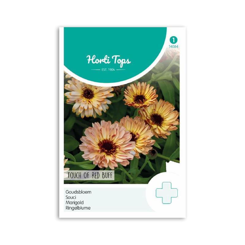 Morgenfrue Frø Quot Touch Red Buff Quot Horti Tops