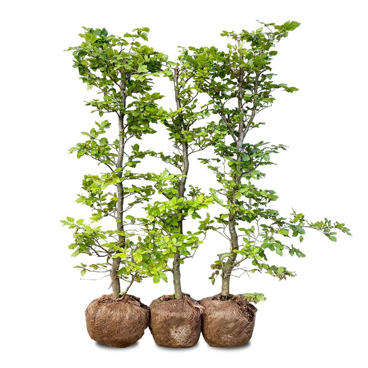 Nordic Gardens Færdig Bøgehæk  Quot Fagus Quot  120