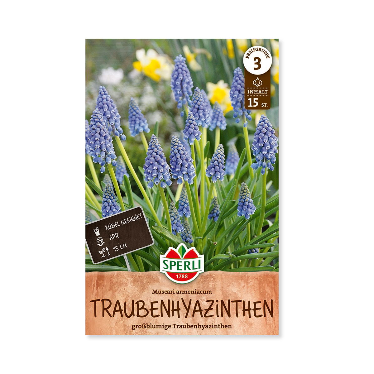 Perlehyacintløg  Quot Armeniacum Quot  15 Løg