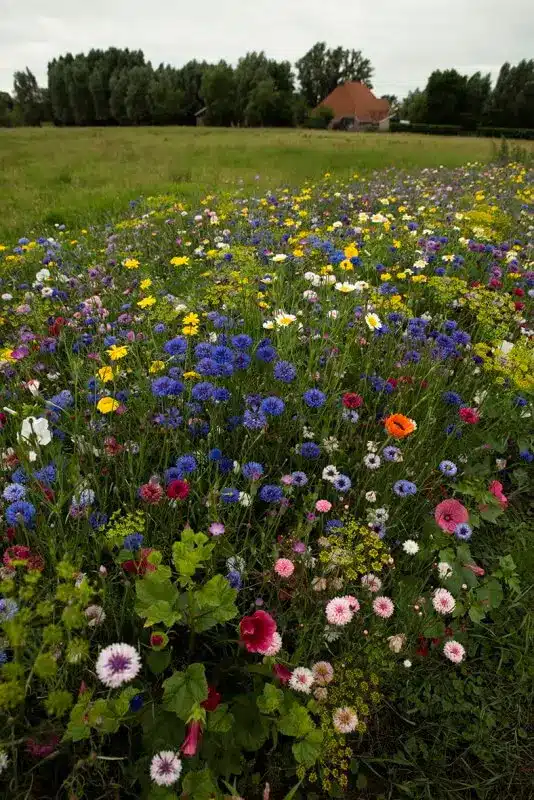 Pluk-selv-blomster Blomsterblanding 50 M2