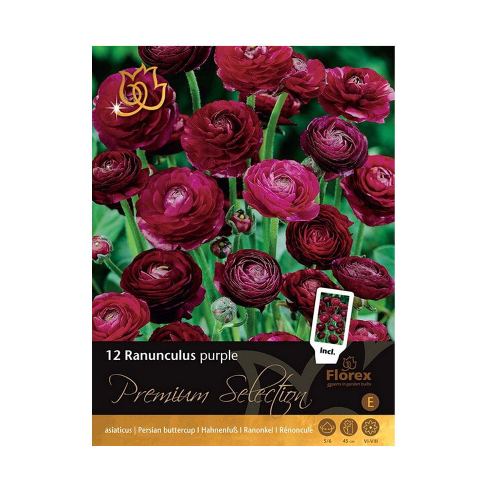 Ranunkler Blomsterløg  Lilla 12 Stk