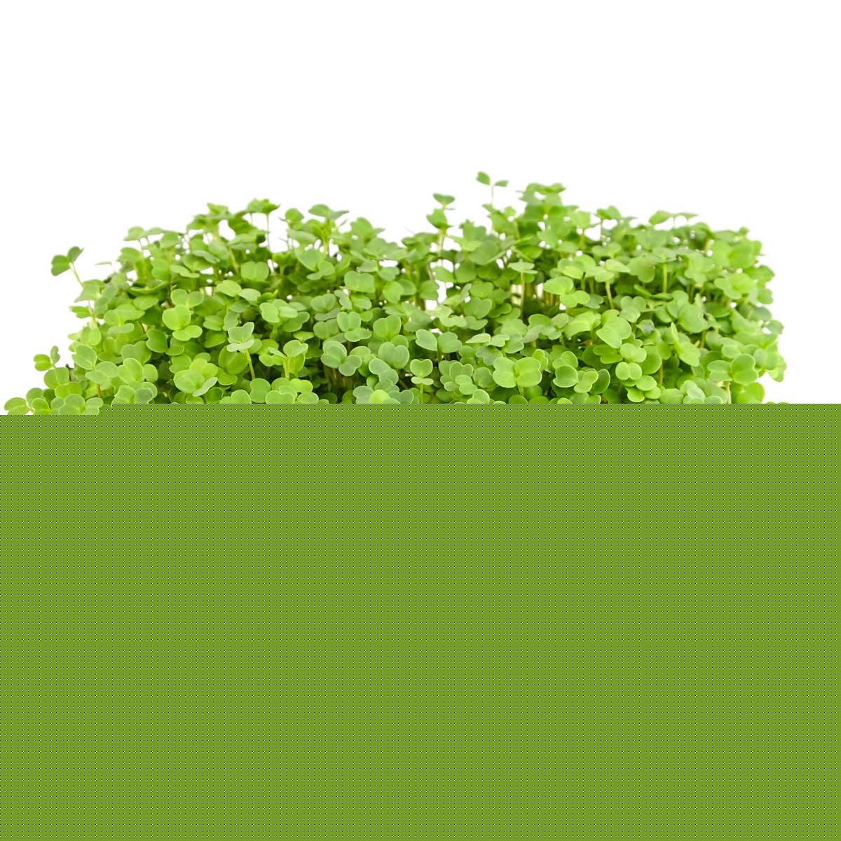 Rucola Frø Til Mikrogrønt