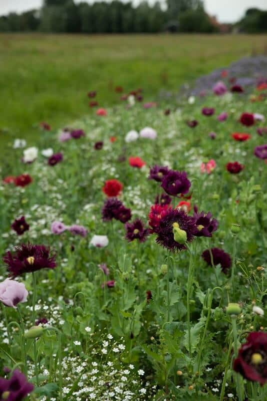 Tørrede Blomster Blomsterblanding 50 M2