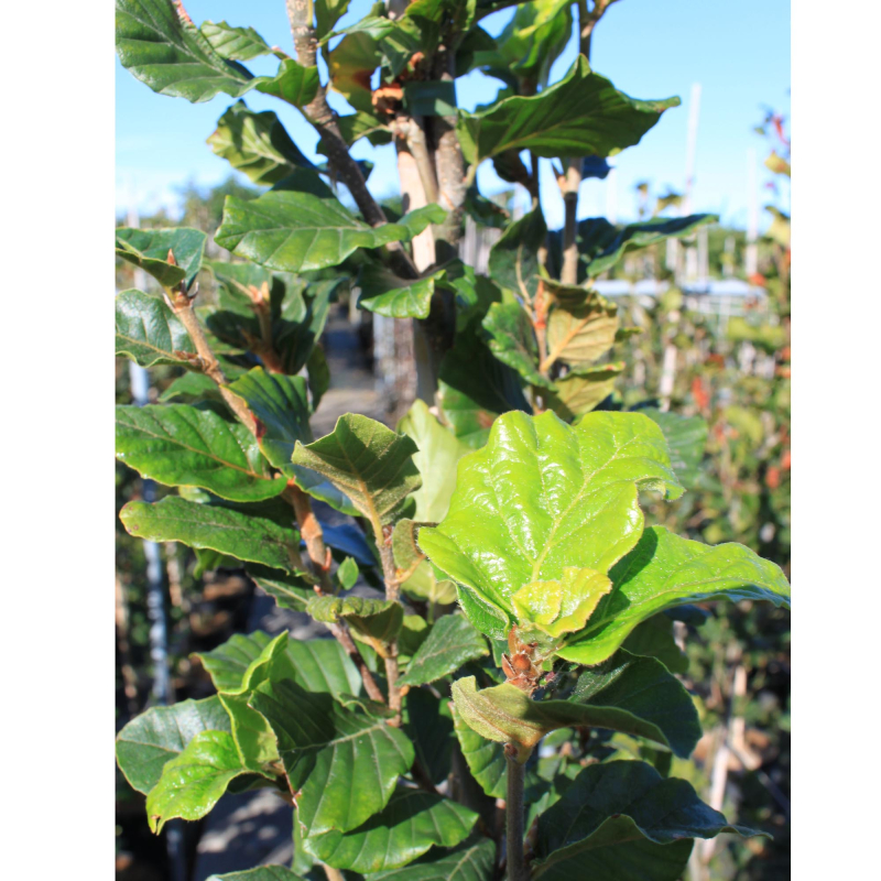 Søjlebøg Fagus Sylvatica  Dawyck  150-175