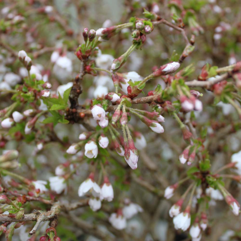 Fuji-kirsebær Prunus Incisa  Kojou- -mai  Stammehøjde 50